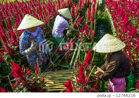 Women harvesting flowers, Dong Thap province, Vietnam Women harvesting flowers, Dong Thap province, Vietnam 12766216