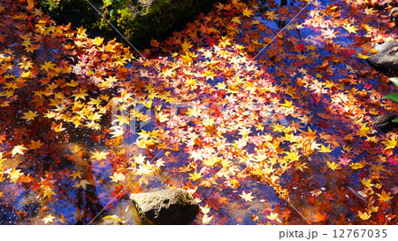 国営昭和記念公園 日本庭園の紅葉 国営昭和記念公園 日本庭園の紅葉 12767035
