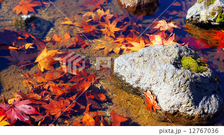 国営昭和記念公園 日本庭園の紅葉 国営昭和記念公園 日本庭園の紅葉 12767036