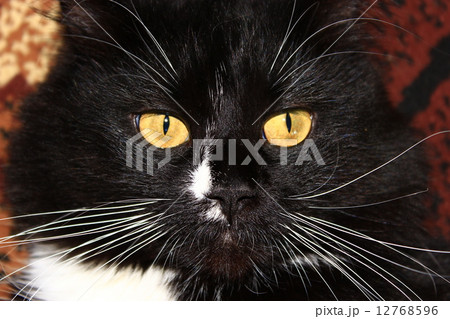 muzzle of black cat muzzle of black cat 12768596