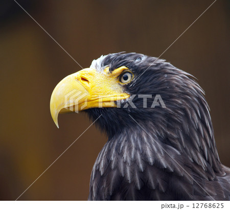 Steller's sea eagle.. Steller's sea eagle.. 12768625