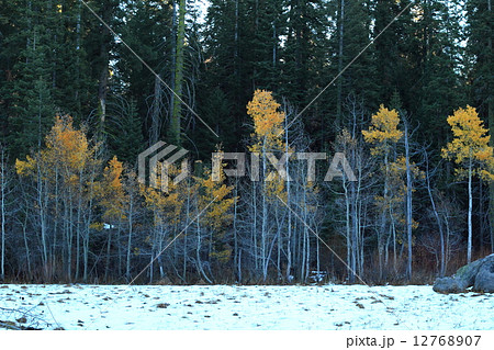 秋のセコイア国立公園 12768907