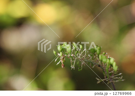 サラシナショウマの実と木漏れ日 サラシナショウマの実と木漏れ日 12769966