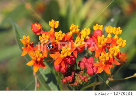 テントウ虫とアスクレピアスの花 12770531