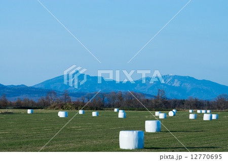 大地に転がる牧草ロール　（中標津町）　 12770695