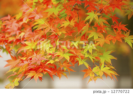 紅葉のグラデーション 紅葉のグラデーション 12770722