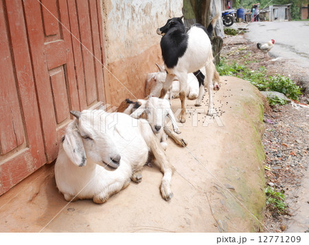 ネパール・ナガルコット動物がいる農村の風景 12771209