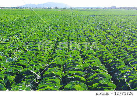 一面に広がるキャベツ畑 一面に広がるキャベツ畑 12771226
