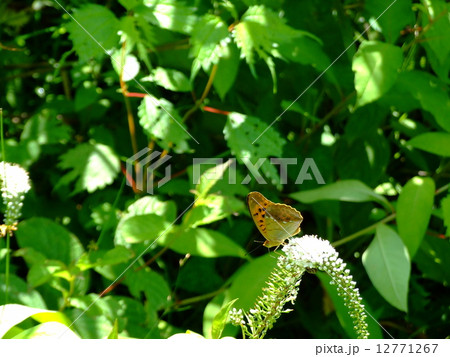トラノオにとまるオオウラギンスジヒョウモン トラノオにとまるオオウラギンスジヒョウモン 12771267