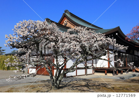 薬師寺 慈恩殿の梅 薬師寺 慈恩殿の梅 12771569