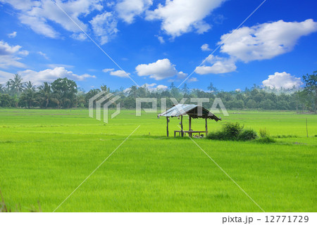 paddy field and cottage paddy field and cottage 12771729