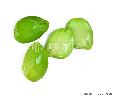 Parkia speciosa 12771936