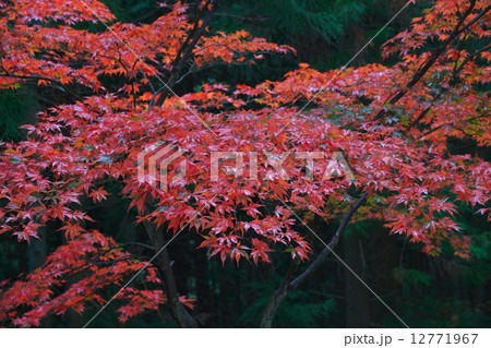 カエデの紅葉 カエデの紅葉 12771967