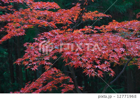 カエデの紅葉 12771968