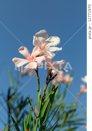 pink flowers pink flowers 12771970