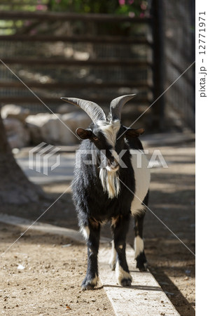 goat with horns goat with horns 12771971