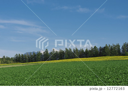 農業 農業 12772163