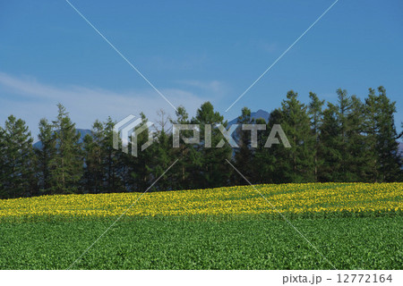 農業 農業 12772164