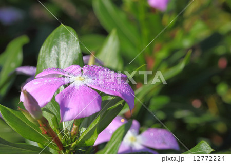 ニチニチソウ薄紫花と朝露 ニチニチソウ薄紫花と朝露 12772224