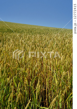 収穫間近の北海道産小麦「きたほなみ」 12772415