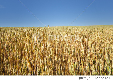 実りの北海道産小麦「きたほなみ」 実りの北海道産小麦「きたほなみ」 12772421