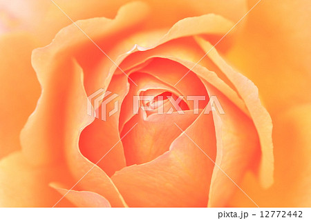 バラ／マリアテレジア 12772442