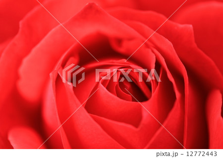 バラ／ロートケプヘン 12772443