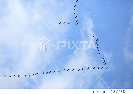 ナベヅルの北帰行 12772815