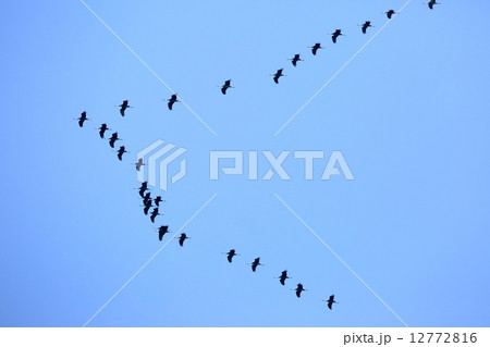 ナベヅルの北帰行 12772816