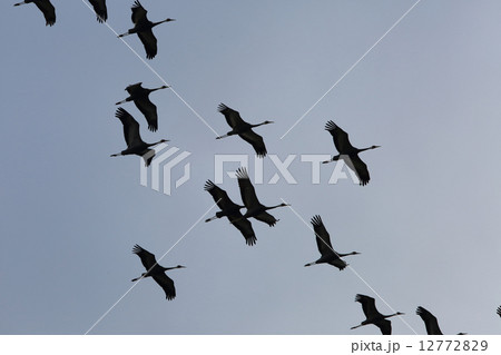 マナヅルの北帰行 12772829