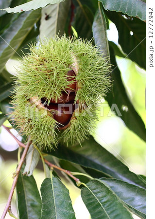 【秋の味覚 石鎚栗】 【秋の味覚 石鎚栗】 12772942