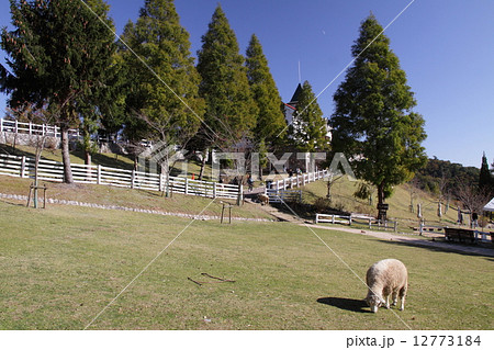 青空澄み渡る秋晴れの六甲山牧場の羊たち「瀬戸内海国立公園」 12773184