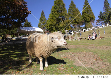 青空澄み渡る秋晴れの六甲山牧場の羊たち「瀬戸内海国立公園」 12773188