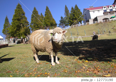 青空澄み渡る秋晴れの六甲山牧場の羊たち「瀬戸内海国立公園」 12773190