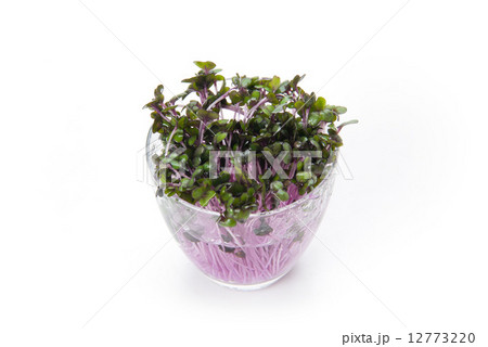 スプラウト スプラウト 12773220