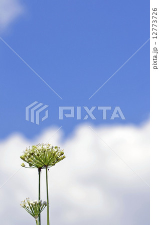 ニラの花 12773726