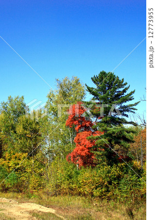 Beautiful pair of trees 12773955