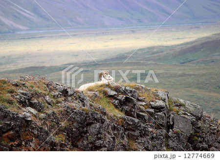 Dall Sheep_ダルシープ_オオツノヒツジ Dall Sheep_ダルシープ_オオツノヒツジ 12774669