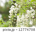 藤の花 12774708
