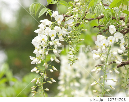 藤の花 藤の花 12774708