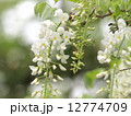 藤の花 12774709