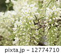 藤の花 12774710