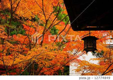 紅葉の奈良・吉城園 12774849