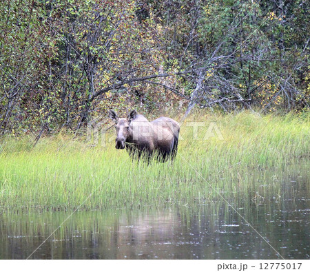 Moose_食事中のムース 12775017