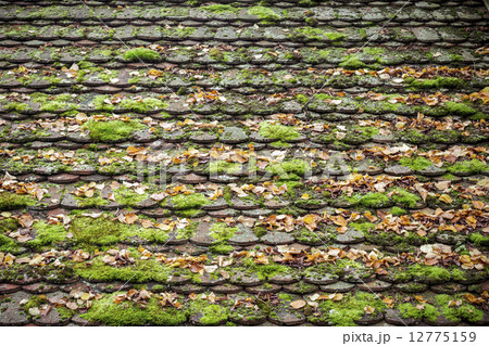 old grungy roof tiles overgrown with moss 12775159