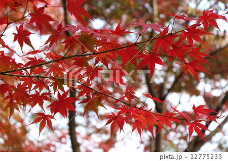 紅葉4 12775233