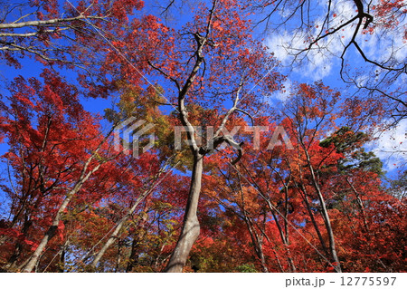 有馬温泉・瑞宝寺公園の紅葉 12775597