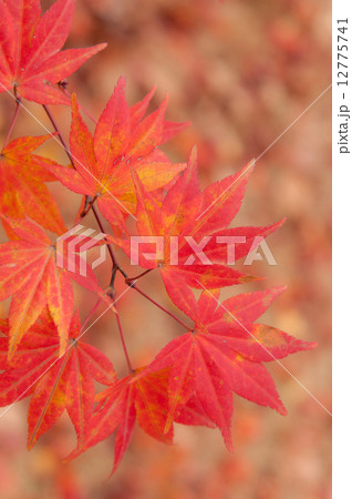 Korean Maple in Autumn Korean Maple in Autumn 12775741