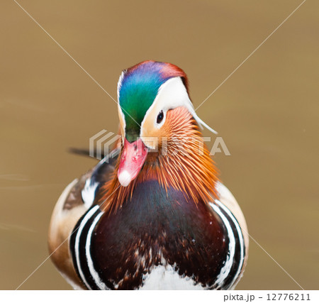 Mandarin Duck Mandarin Duck 12776211