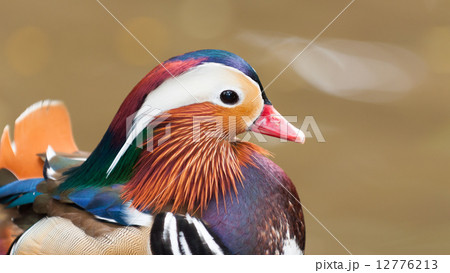 Mandarin Duck 12776213